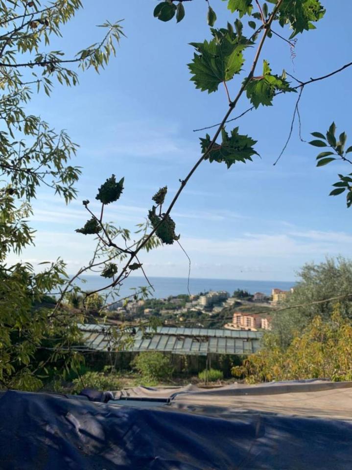 immagine annuncio 10 di 13