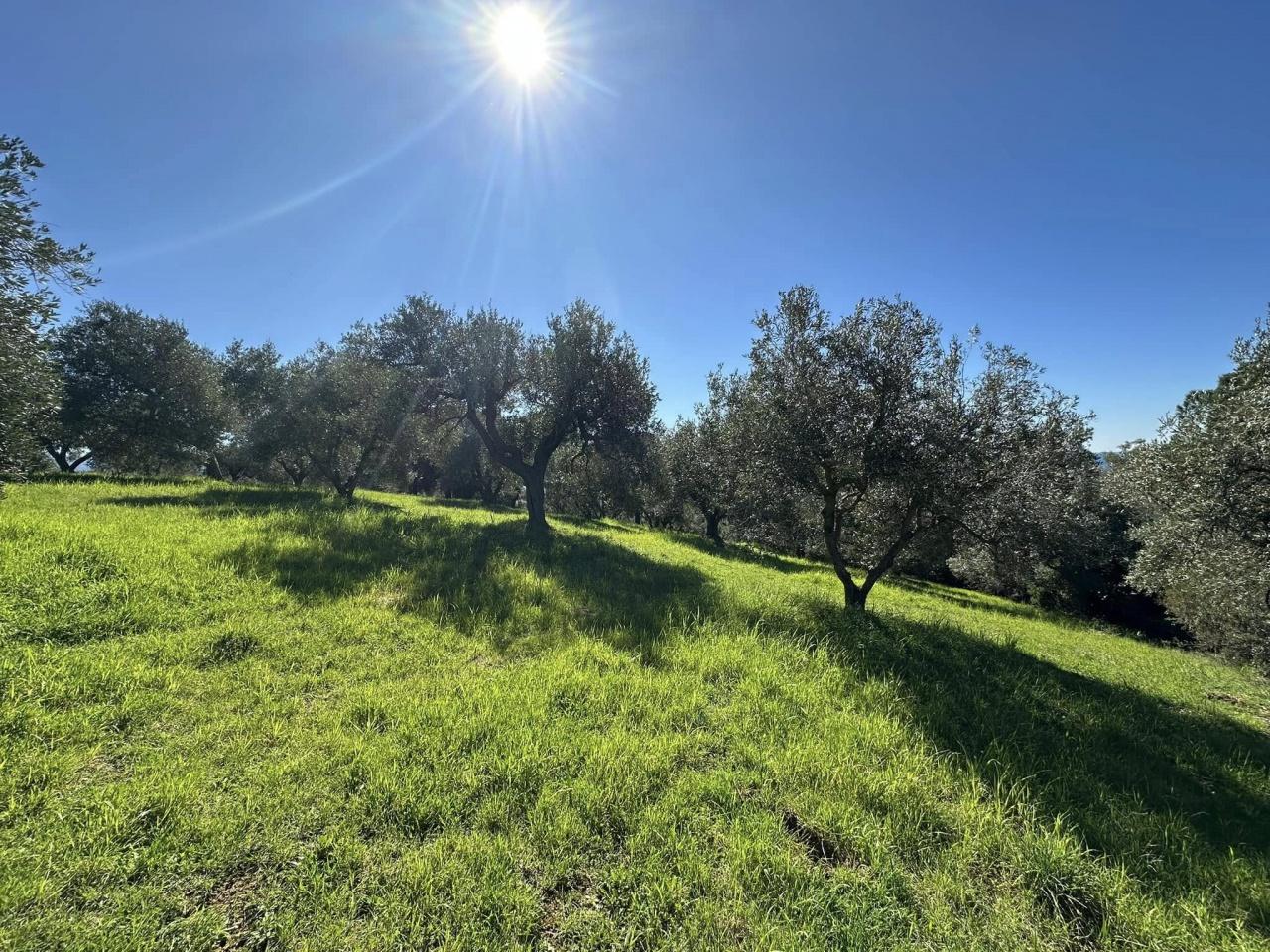 immagine annuncio 3 di 6