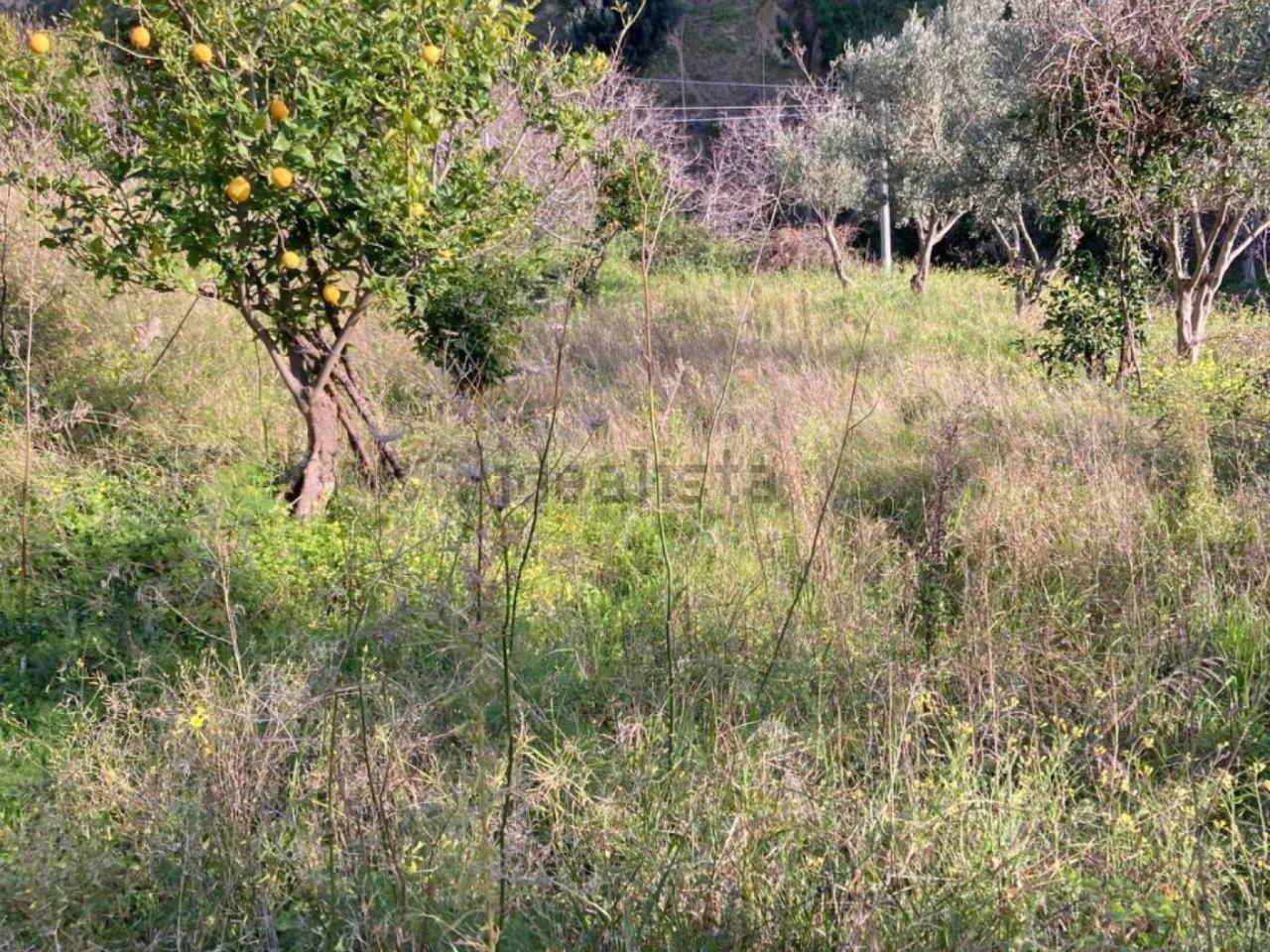 Terreno agricolo in affitto a Reggio Calabria