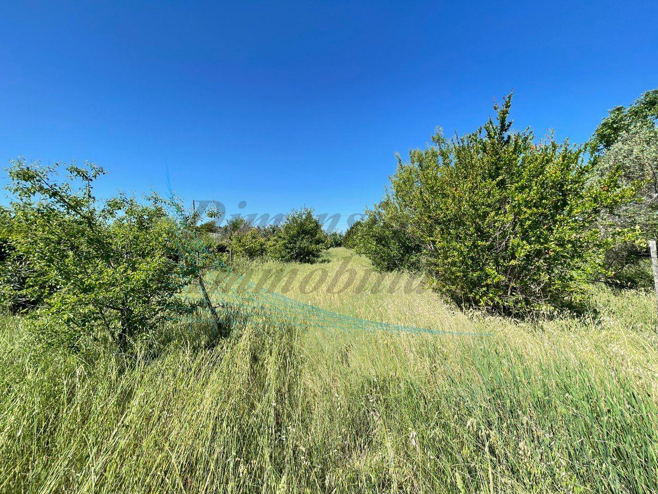 Terreno agricolo in vendita a Bibbona