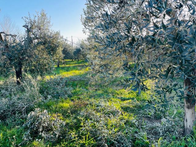 Terreno agricolo in {3}, Via della Camminata - Foto 1