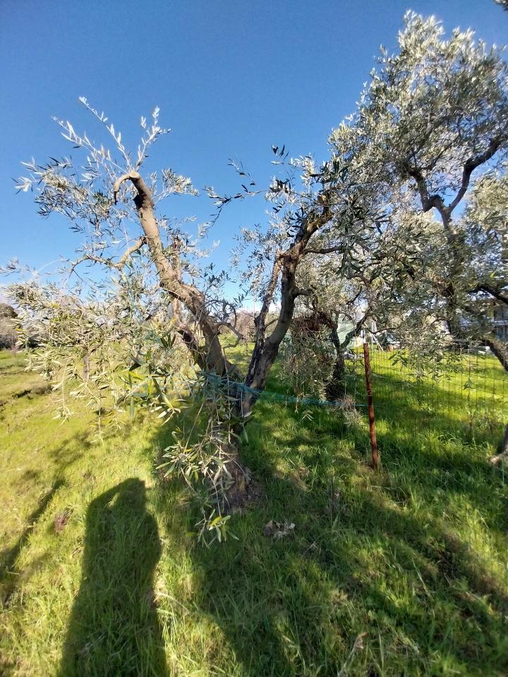 immagine annuncio 5 di 9