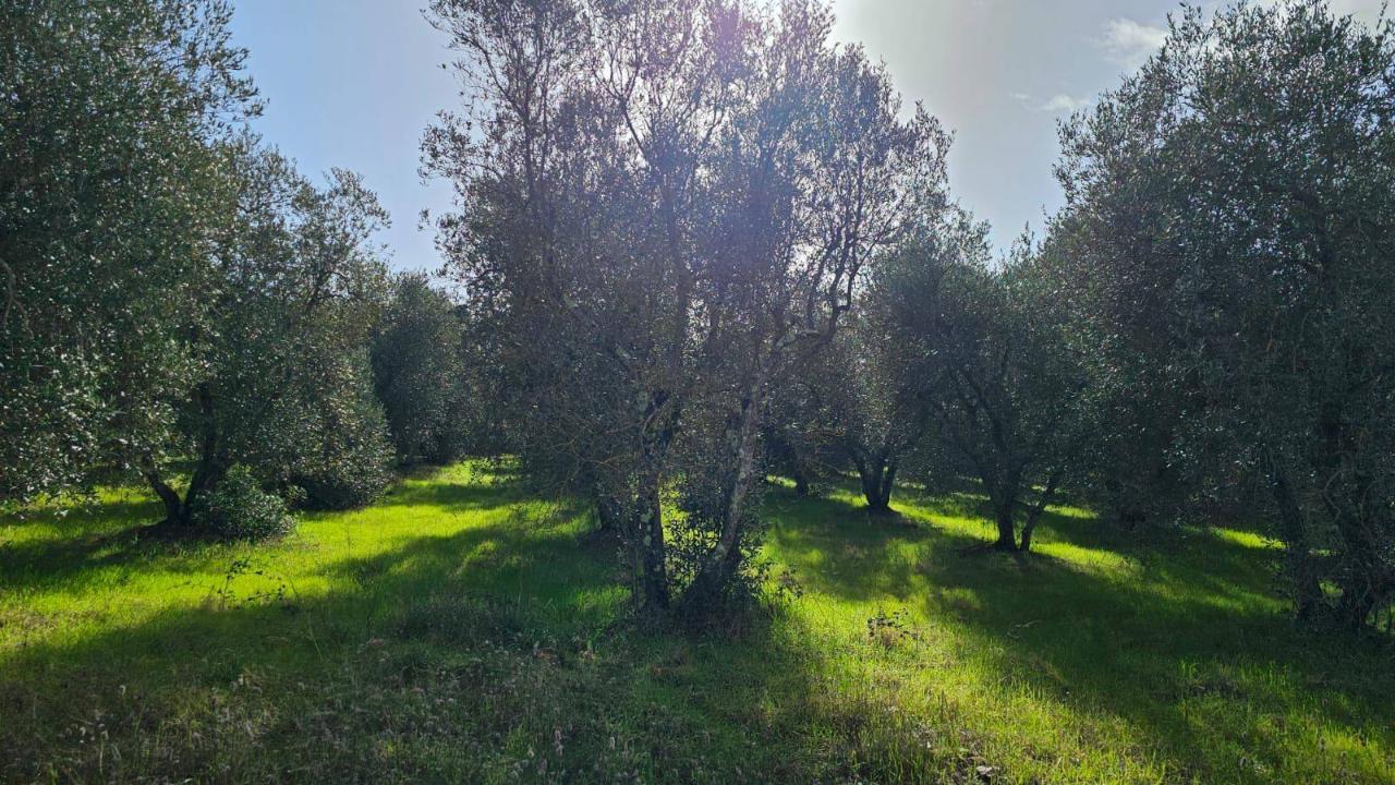 immagine annuncio 8 di 13