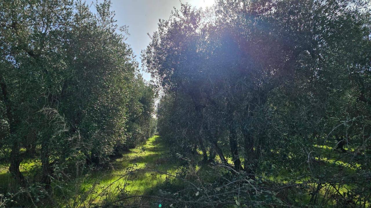 immagine annuncio 9 di 13
