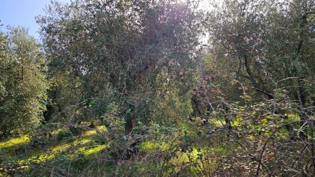 immagine annuncio 10 di 13