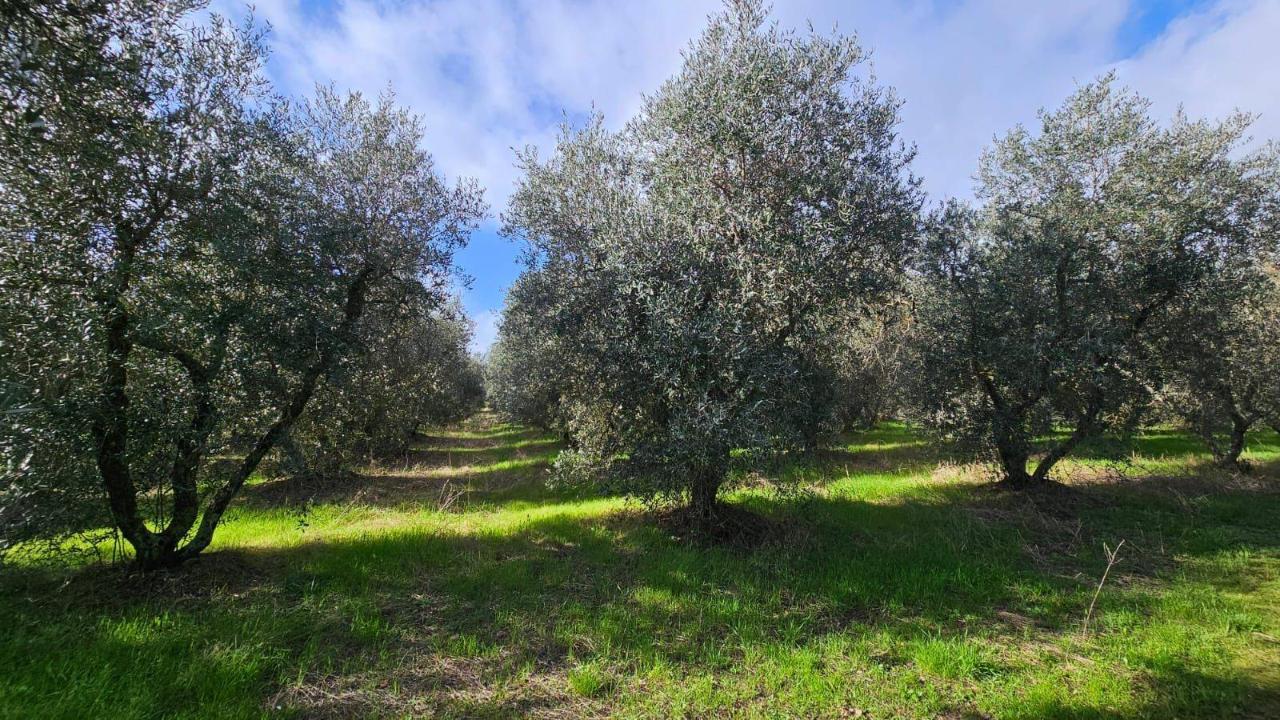 immagine annuncio 5 di 13