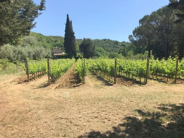 Azienda agricola in Piazza Giacomo Matteotti, Montescudaio - Foto 1