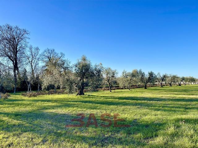 Agricultural land in {3}, Strada Provinciale 13 - Photo 1