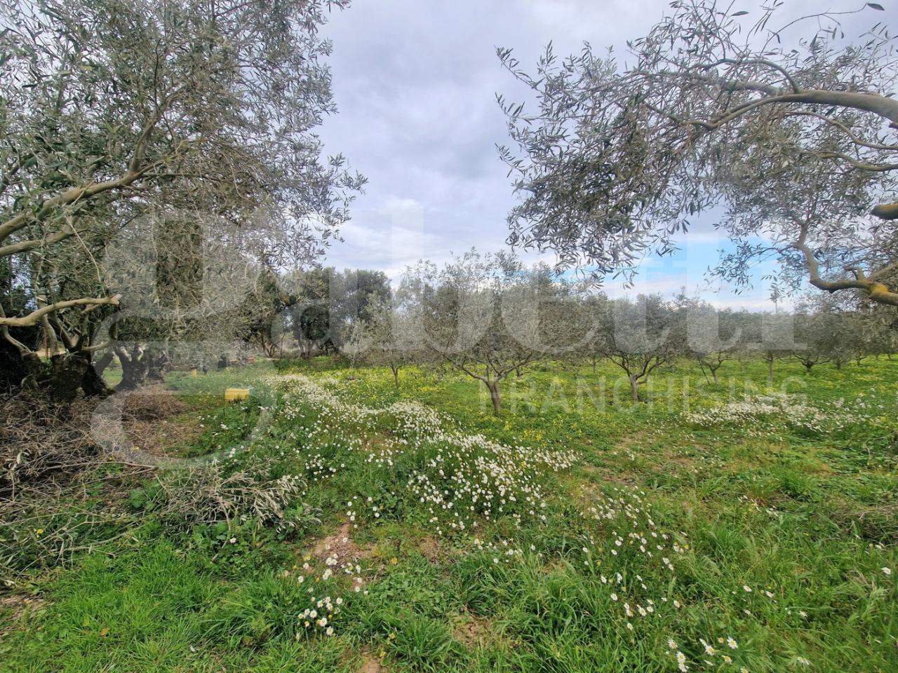 immagine annuncio 4 di 6