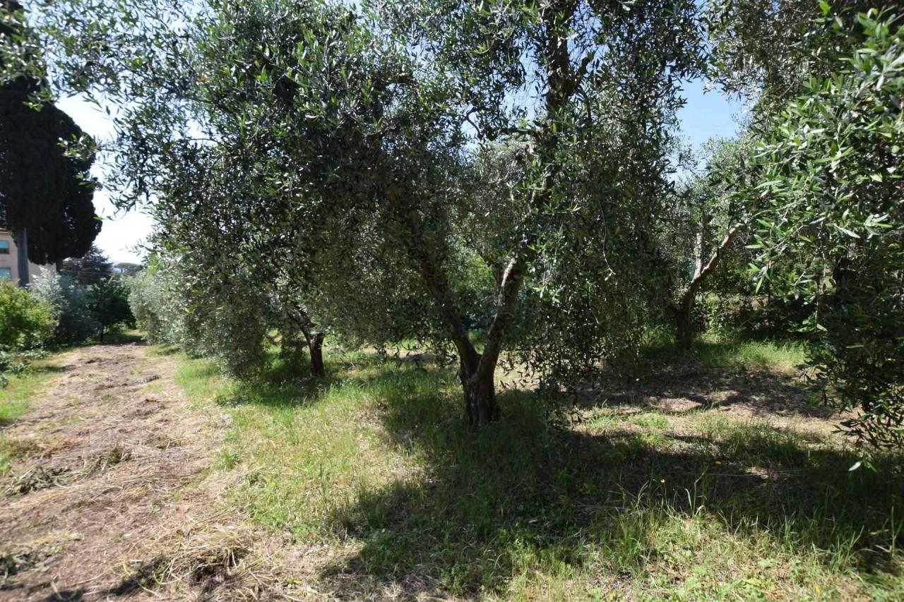 Azienda agricola in  Suvereto, Livorno, Suvereto, {3} - Foto 1