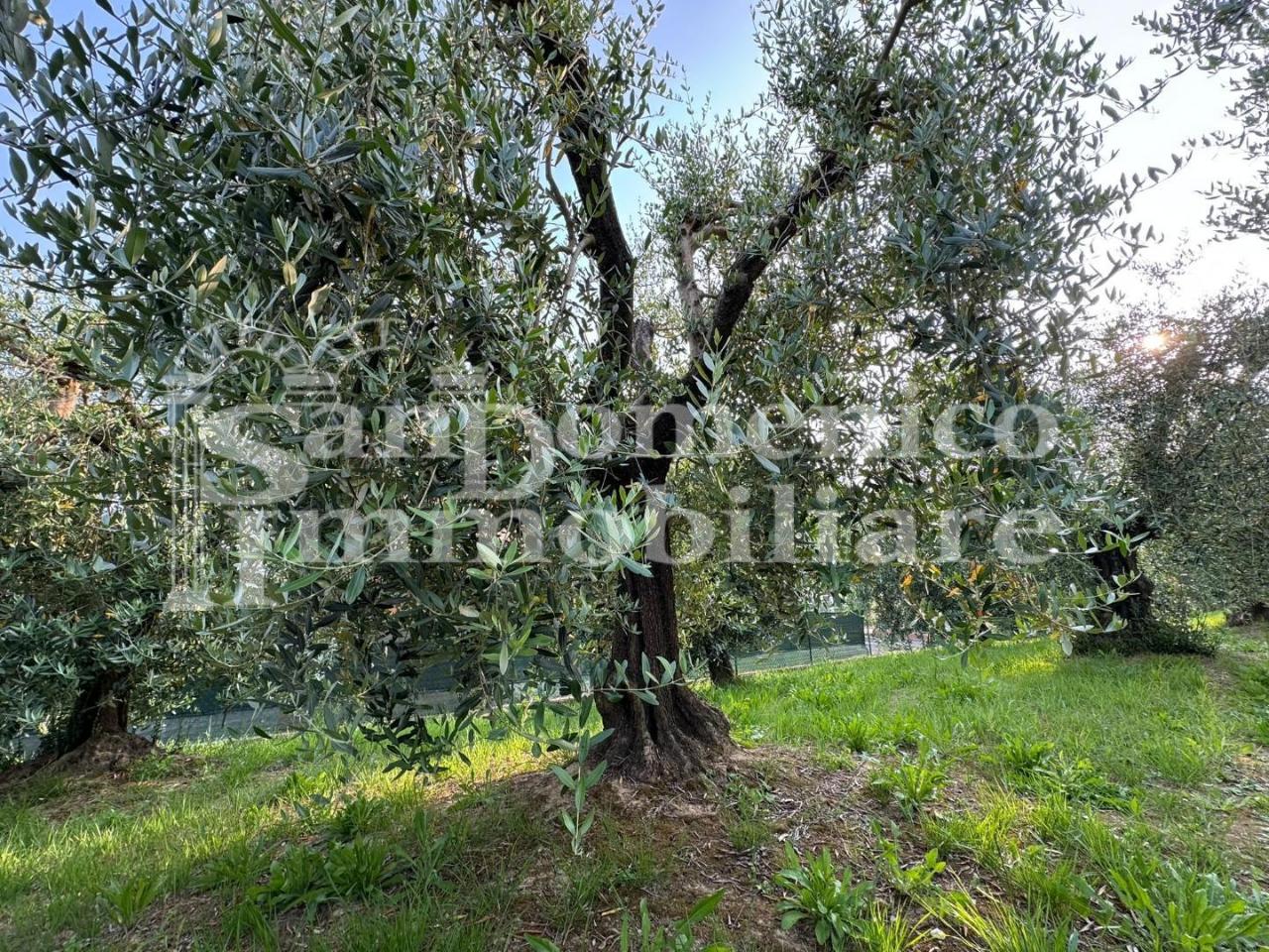 immagine annuncio 5 di 6