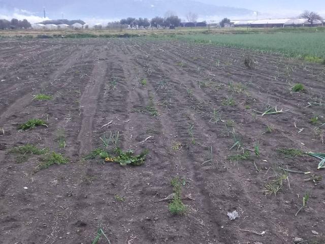 Agricultural land in Via Calvanese, Scafati - Photo 1