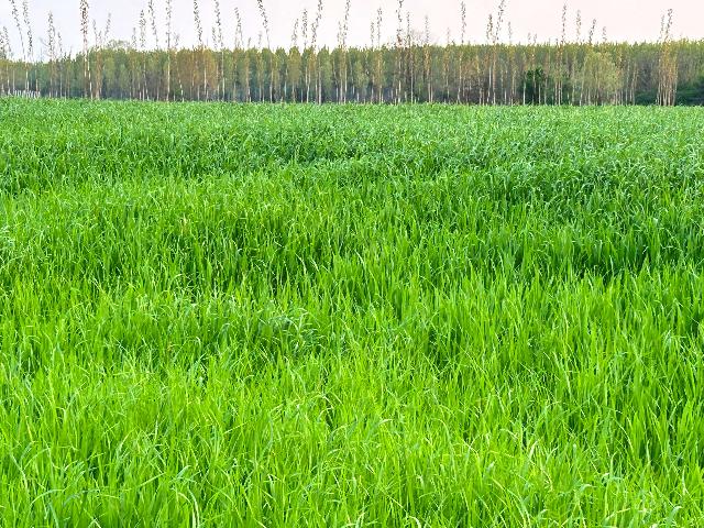 Terreno agricolo in Via Roma  1, Sacile - Foto 1