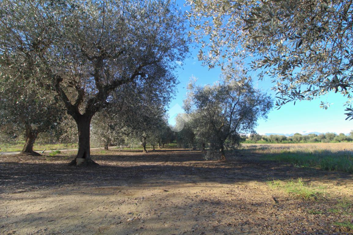 Terreno agricolo in vendita a Giulianova