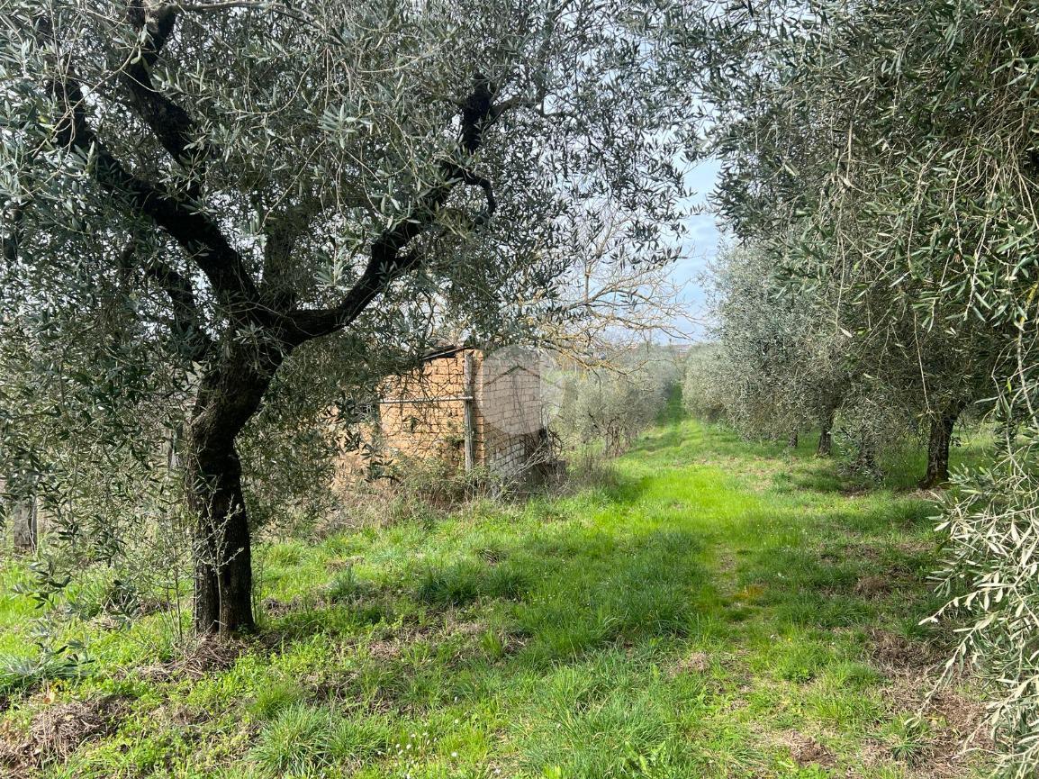 Terreno agricolo in vendita a Castel Sant'Elia