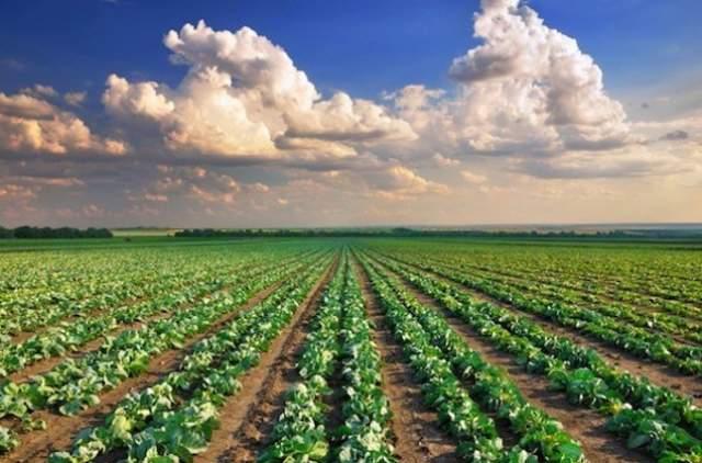 Terreno agricolo in vendita a Stra