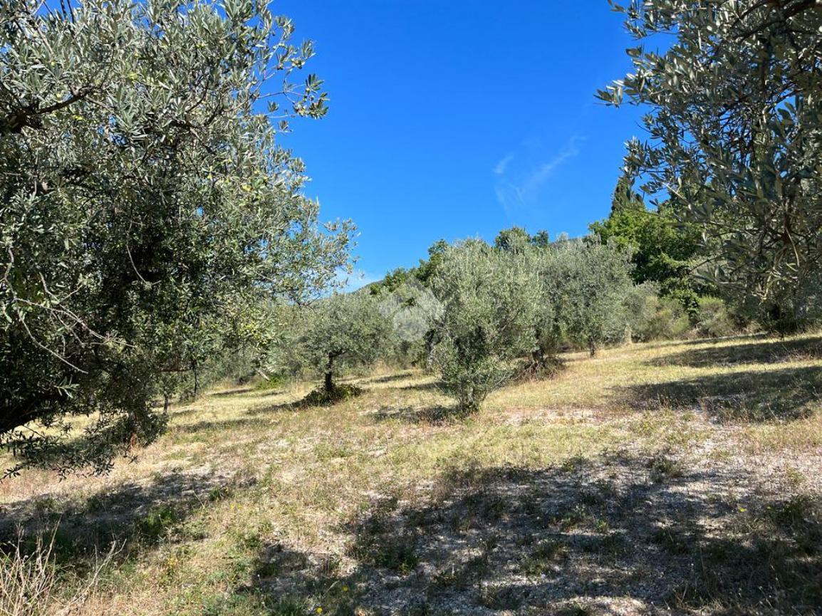 Terreno agricolo in vendita a Assisi