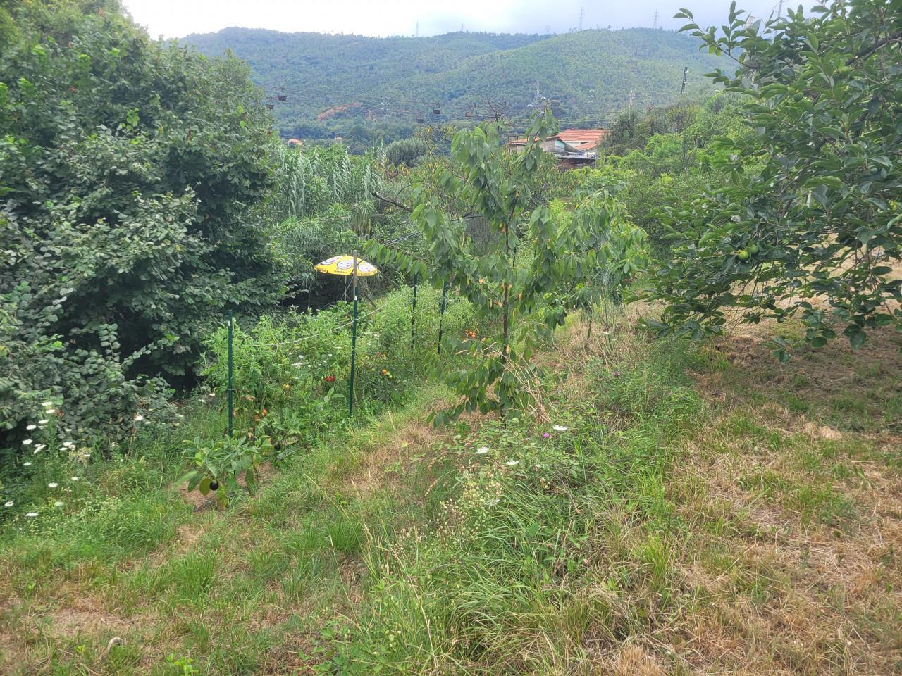 immagine annuncio 5 di 11