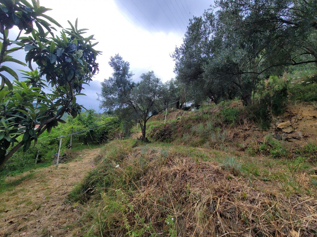 immagine annuncio 6 di 11