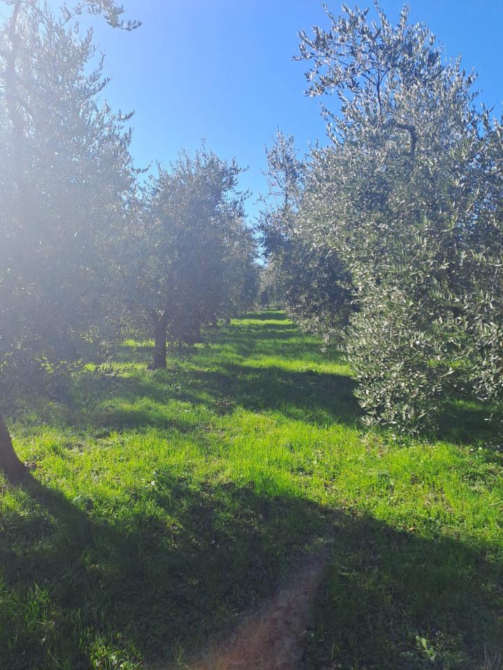 immagine annuncio 8 di 12