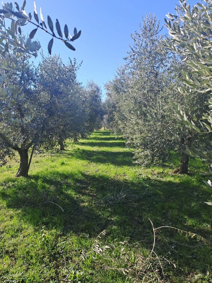immagine annuncio 4 di 12
