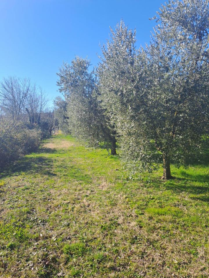 immagine annuncio 6 di 12