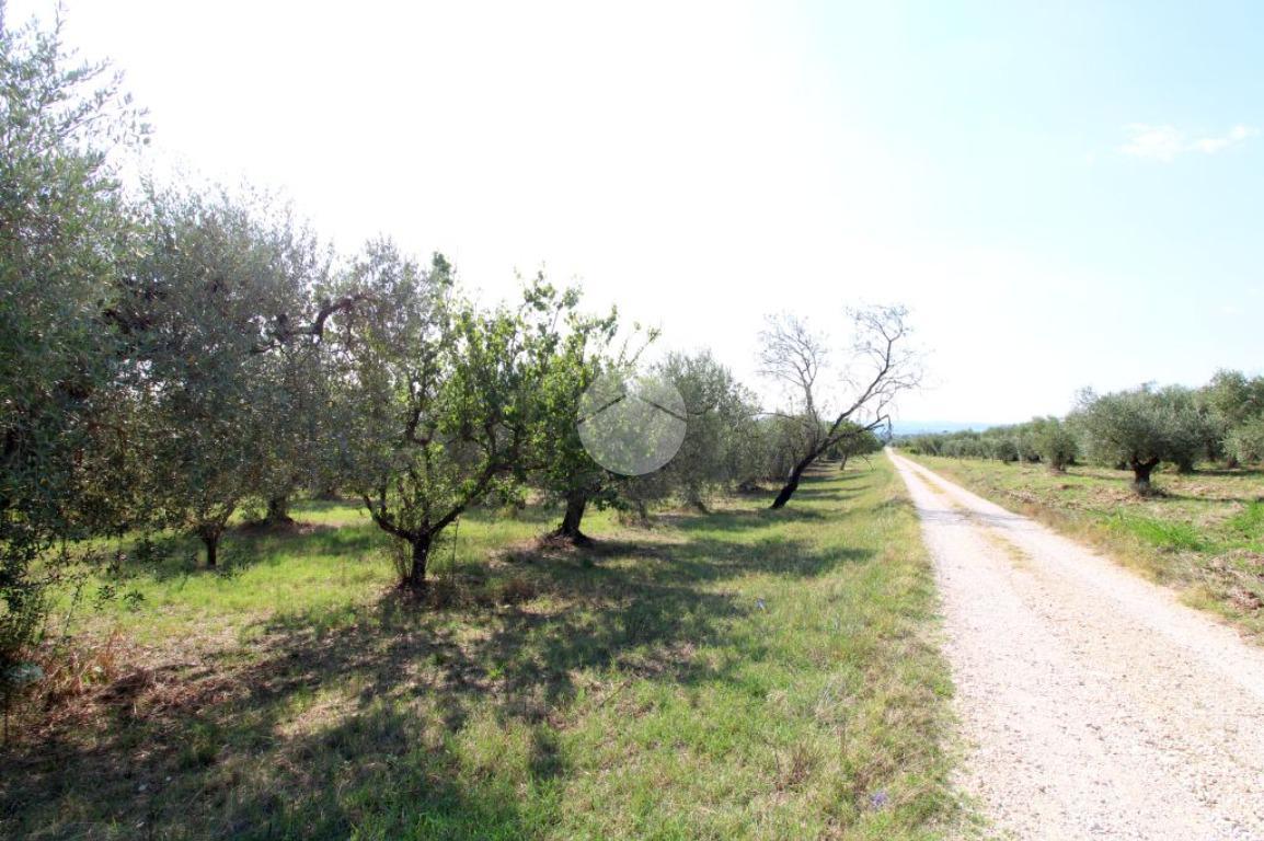 Terreno agricolo in vendita a Montelibretti