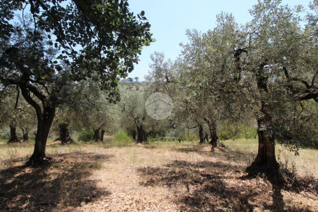 Terreno agricolo in {3}, Via Salaria Vecchia 190 - Foto 1