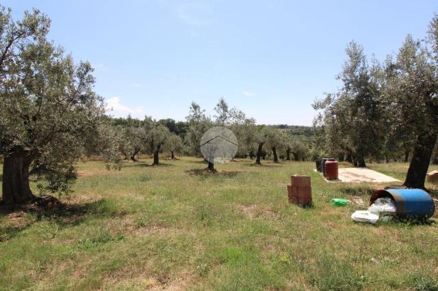 Agrargrundstück in Loc. Fosso Canale 40, Fara in Sabina - Foto 1