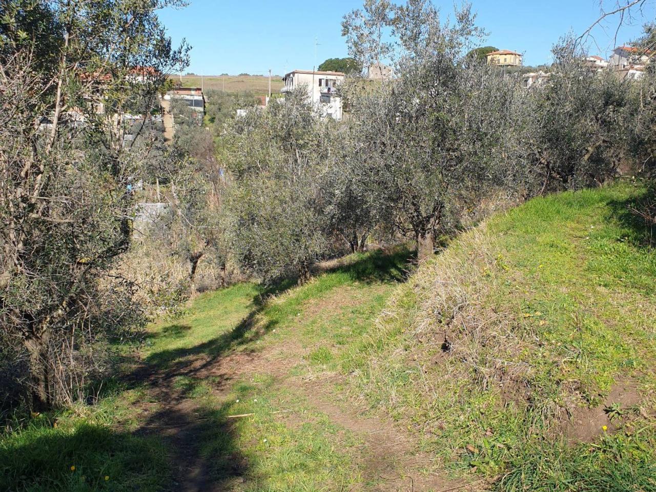 Terreno agricolo in affitto a Albano Laziale