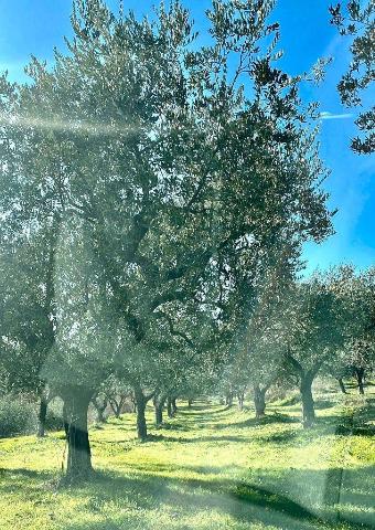 Agricultural land in Via del Convento, Alatri - Photo 1