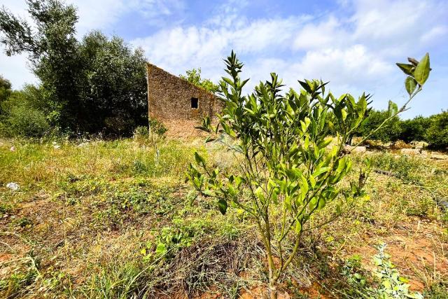 Terreno agricolo in {3}, Via Parisi - Foto 1