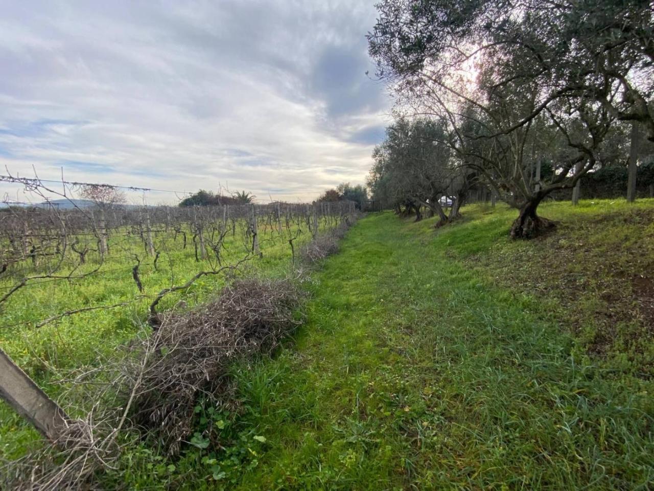 immagine annuncio 2 di 6