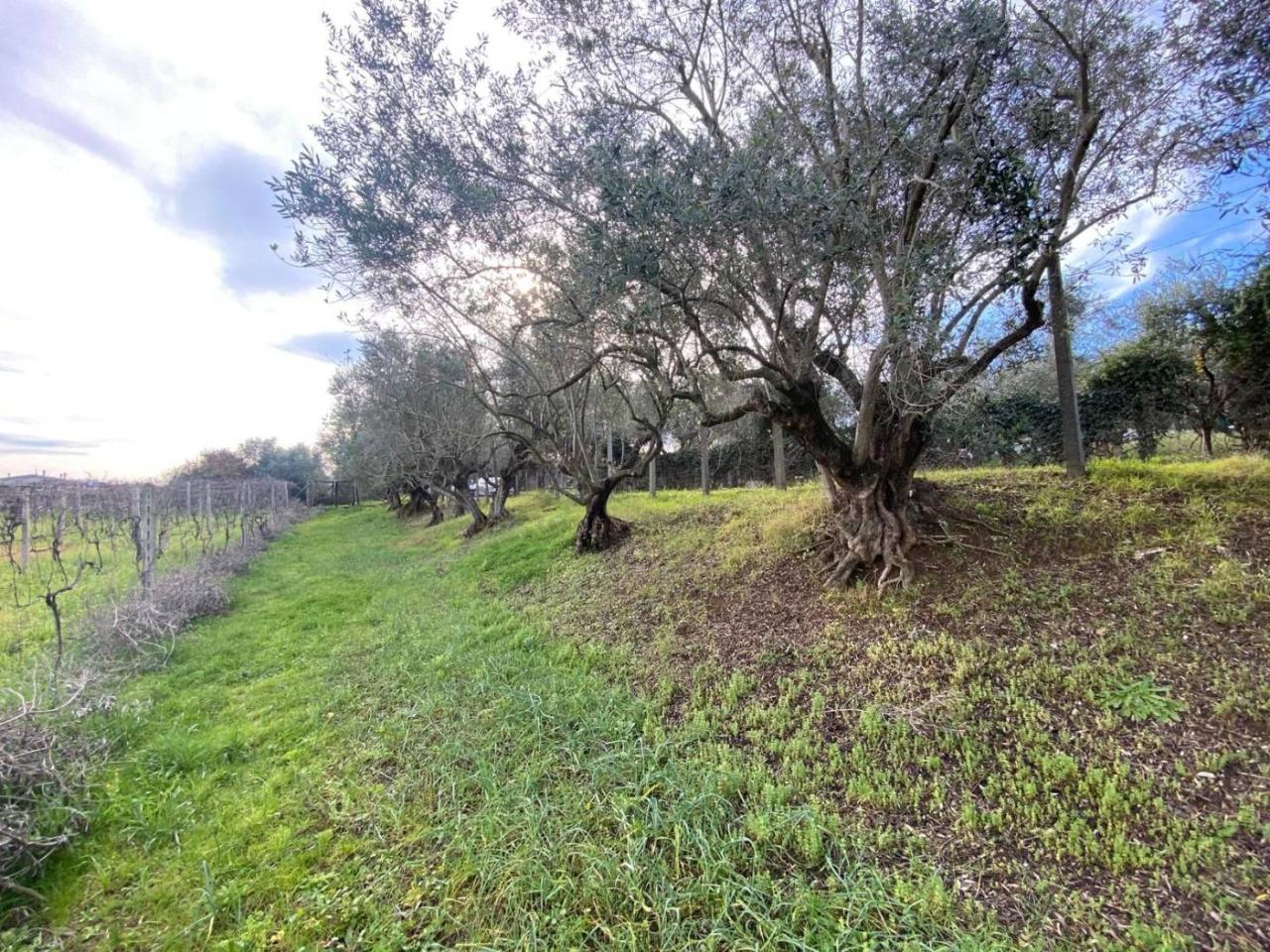 immagine annuncio 4 di 6