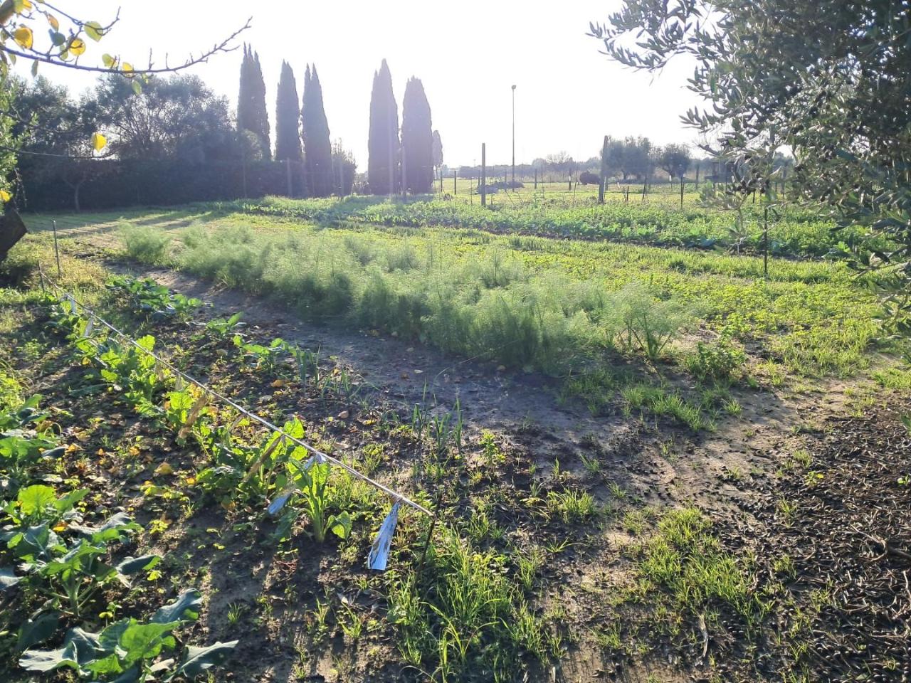 casa indipendente in vendita a Cascina in zona Navacchio