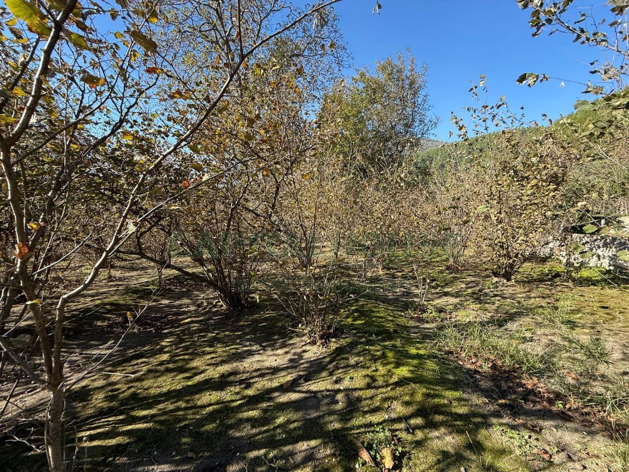 immagine annuncio 5 di 9