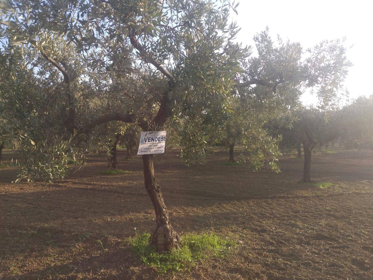 immagine annuncio 2 di 8