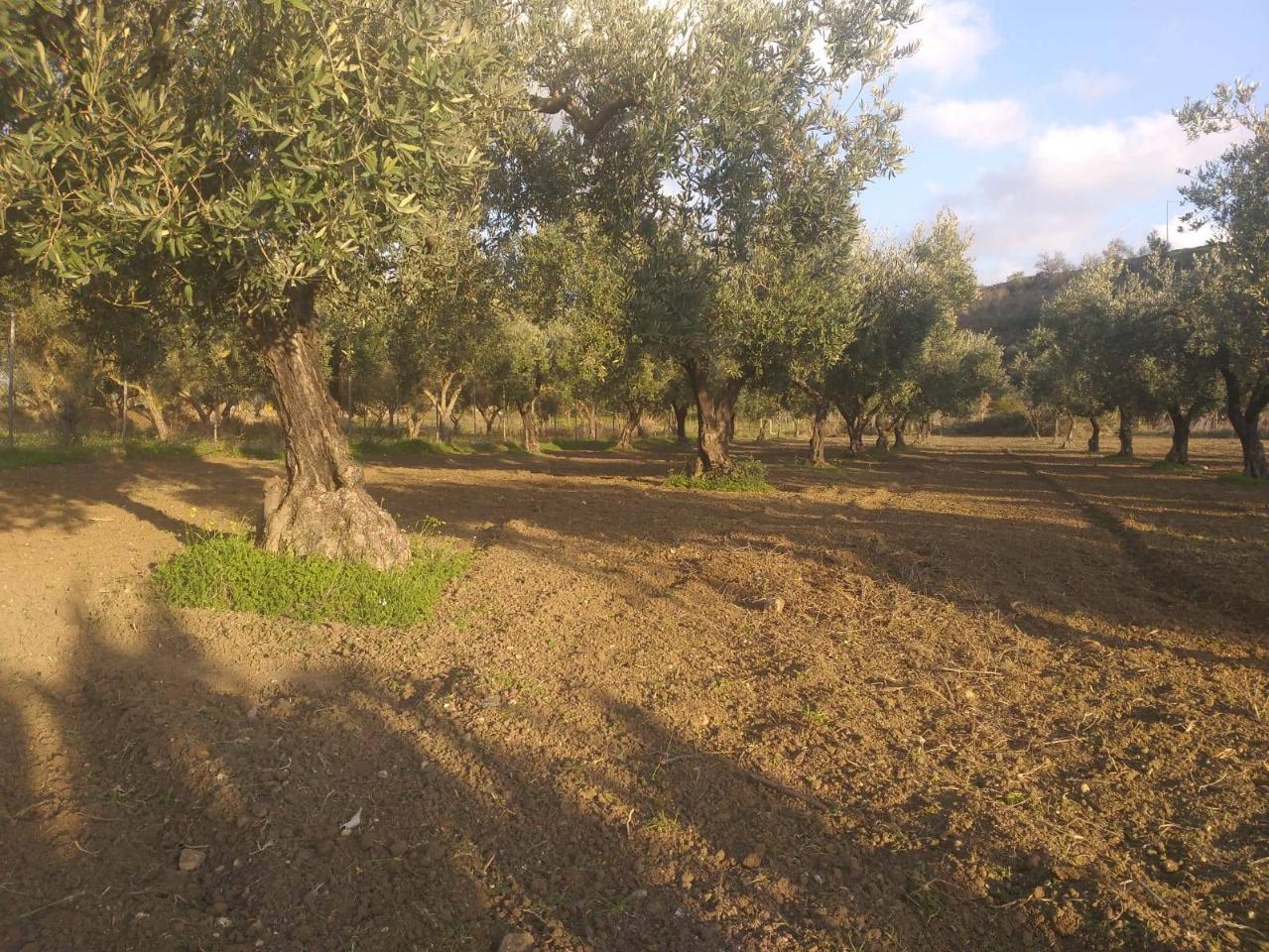 immagine annuncio 1 di 8