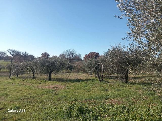 Agricultural land in Via Monti  Snc, Castel Sant'Elia - Photo 1