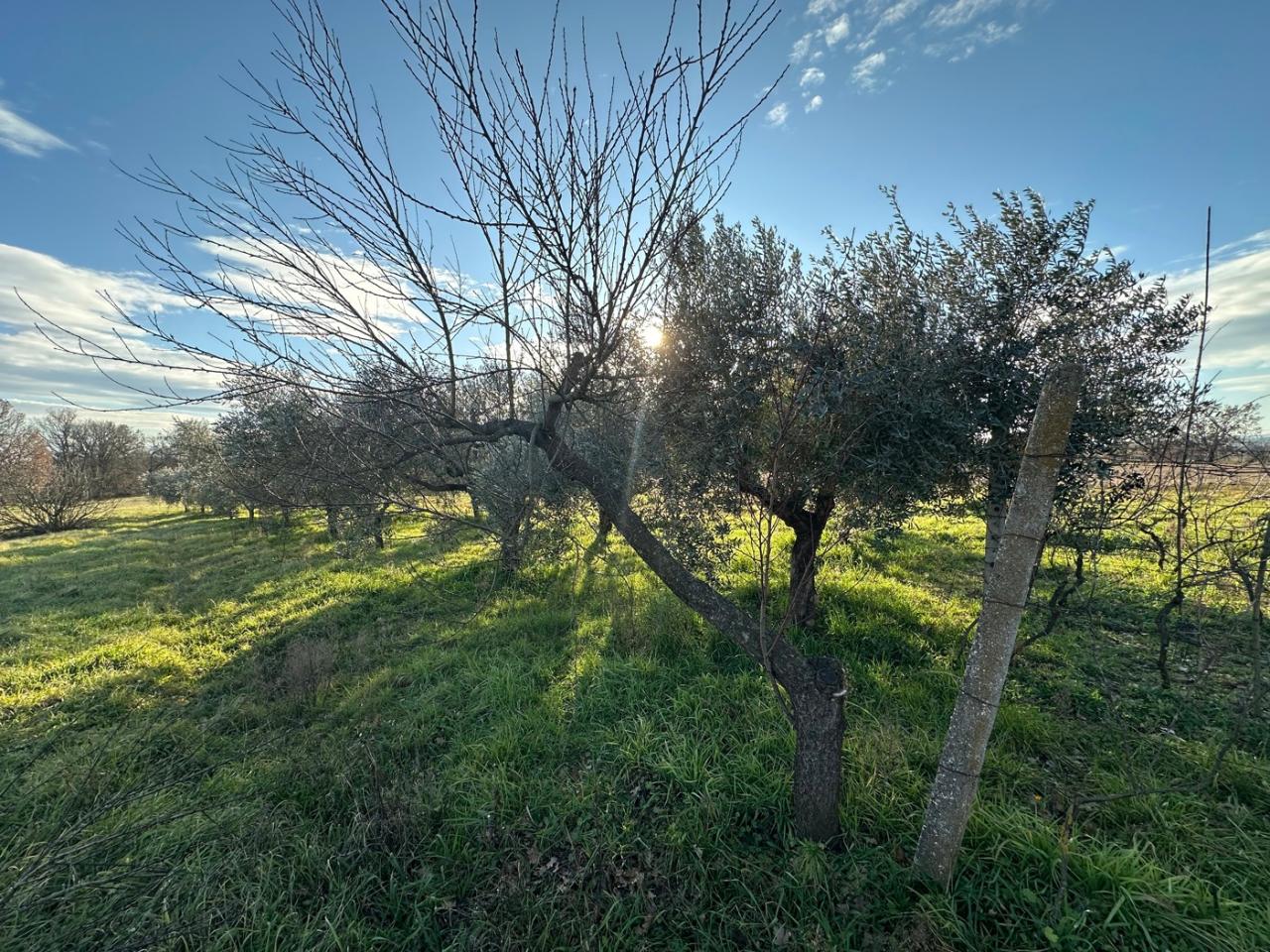 immagine annuncio 8 di 11