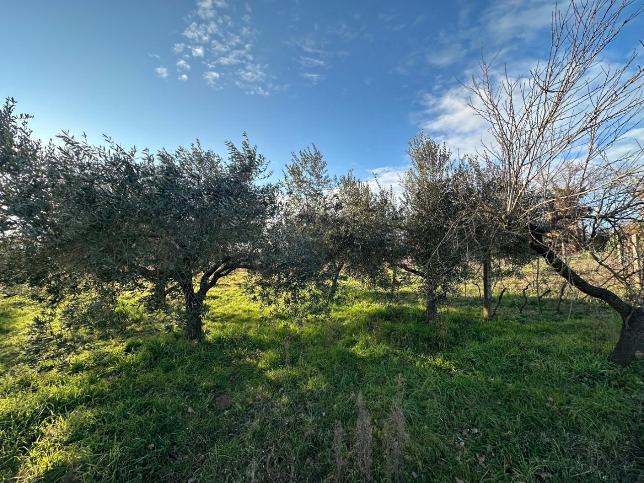 immagine annuncio 10 di 11