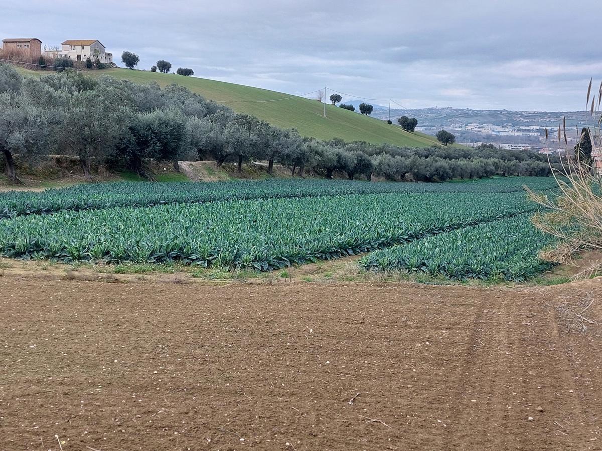 Terreno agricolo in vendita a Alba Adriatica