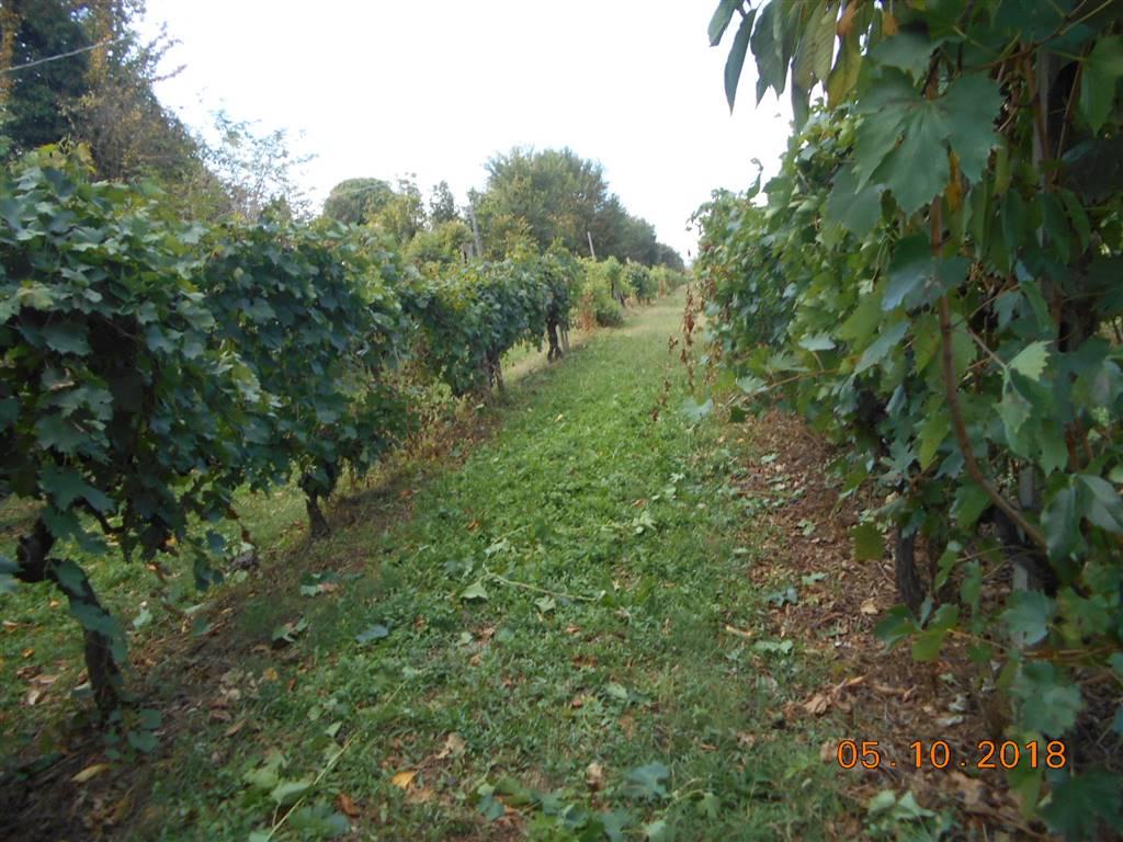 Azienda agricola in Olmo, Arezzo, {3} - Foto 1