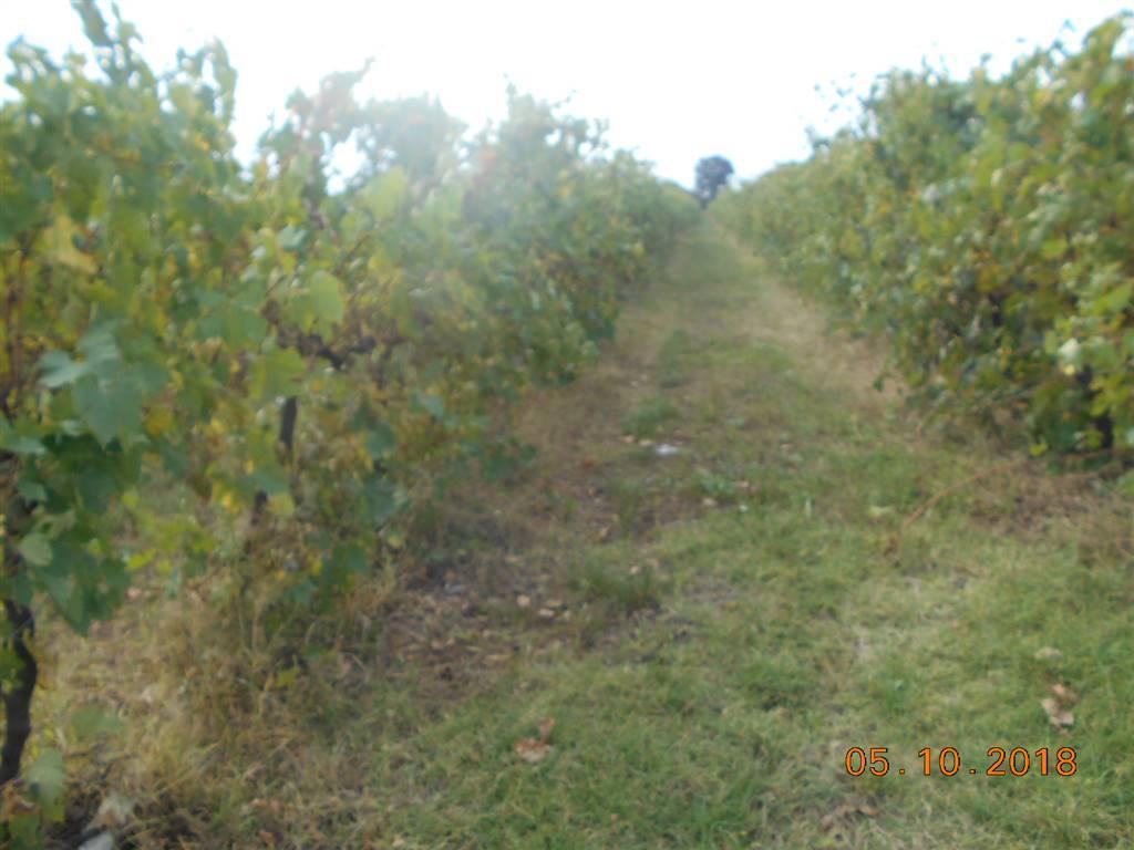 Azienda agricola in Olmo, Arezzo, {3} - Foto 2