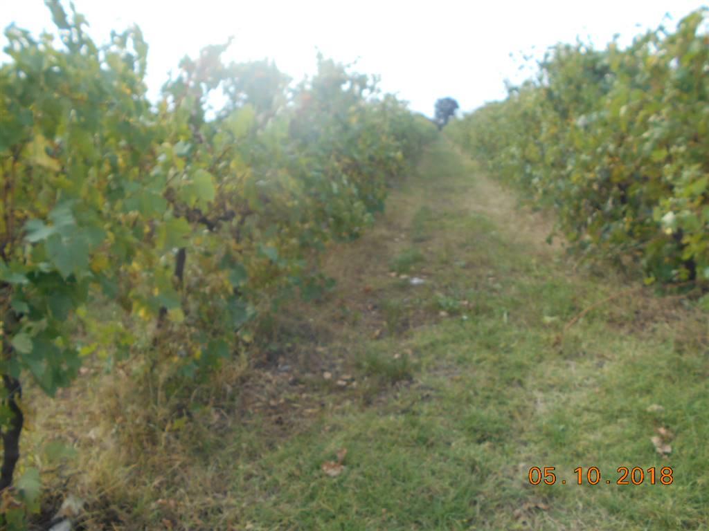 Azienda agricola vendita Olmo Arezzo Commerciali.it