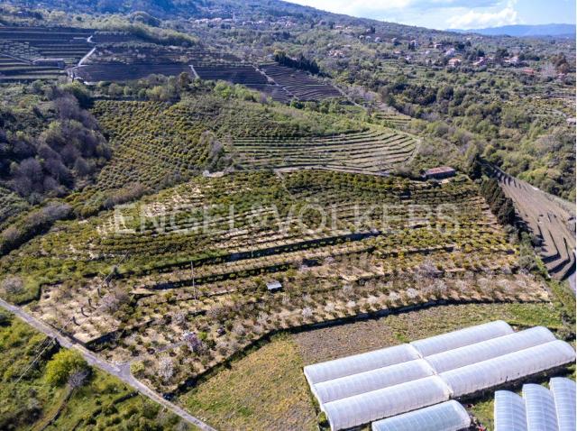 Agricultural land in Via Santa Venera, Mascali - Photo 1