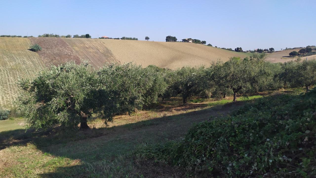 Terreno agricolo in vendita a Manoppello