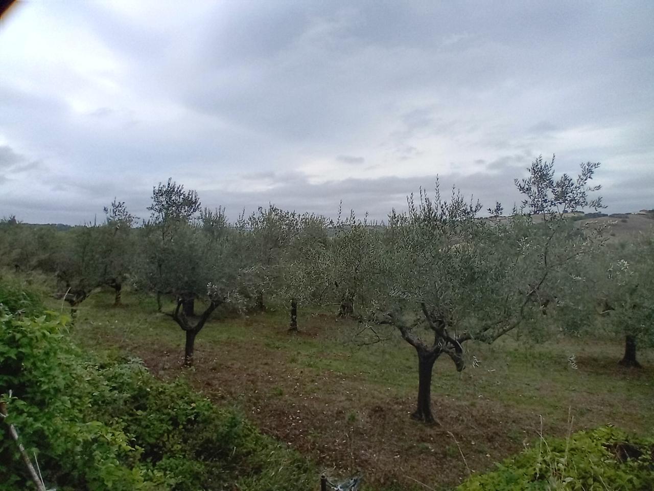 immagine annuncio 4 di 7