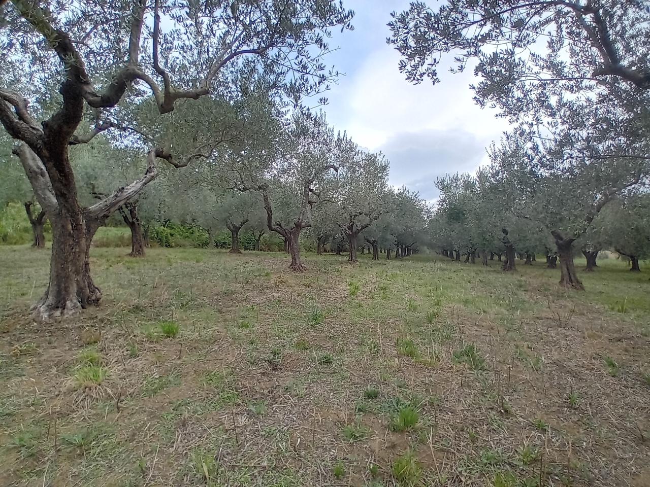 immagine annuncio 2 di 7