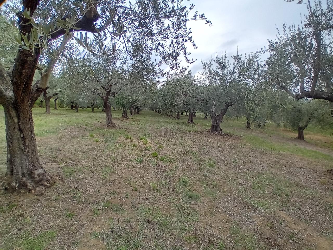 immagine annuncio 1 di 7